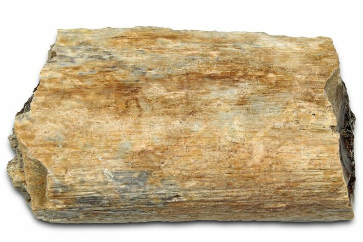 Fossil Tyrannosaur (T rex) Bone Section - Wyoming #328664